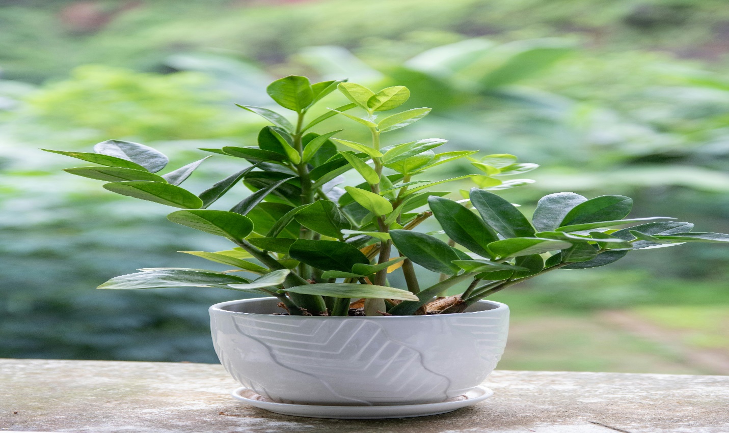 ZZ Plant (Zamioculcas zamiifolia)