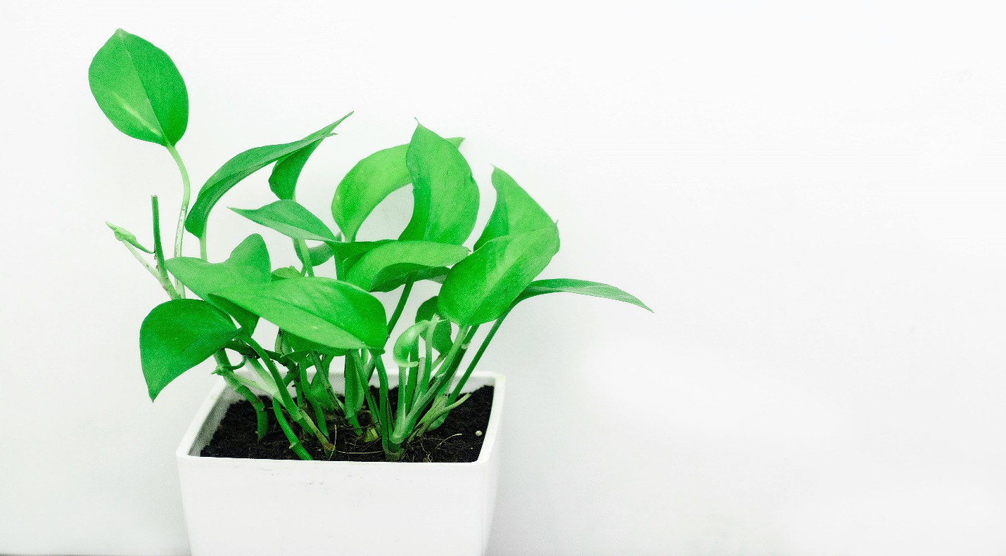 Pothos (Epipremnum aureum)