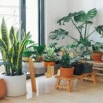 Indoor plants