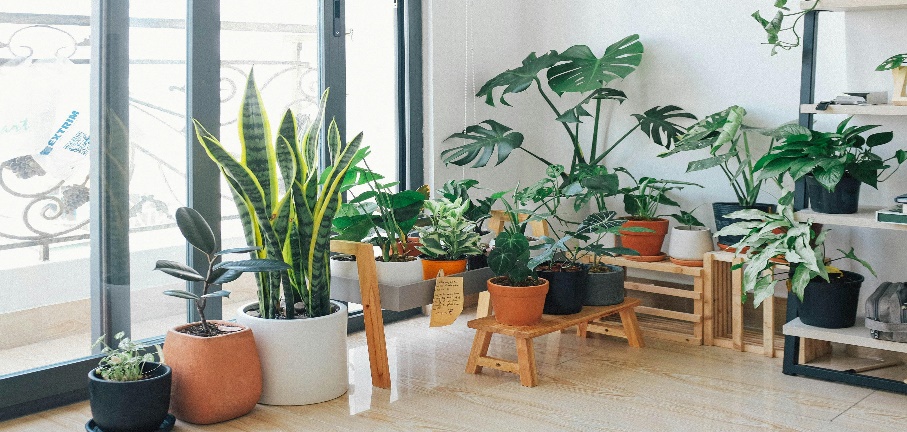 Indoor plants