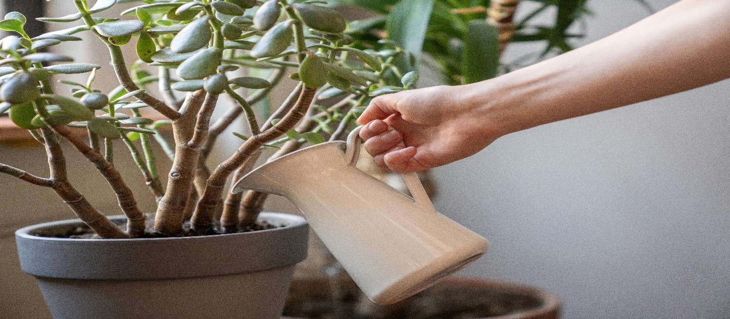 Jade Plant (Crassula ovata)