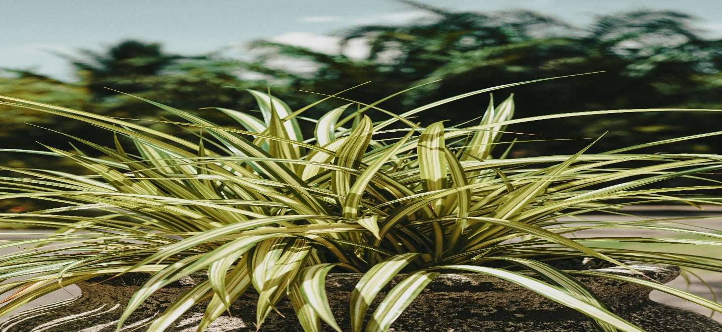 Spider Plant (Chlorophytum comosum)