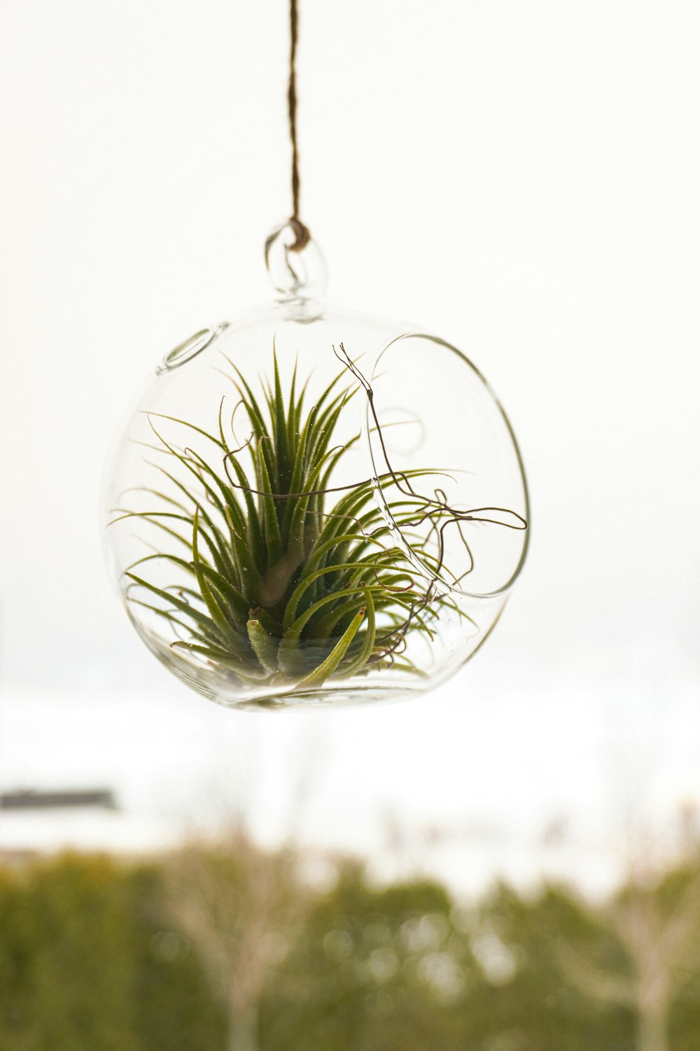 Tillandsia