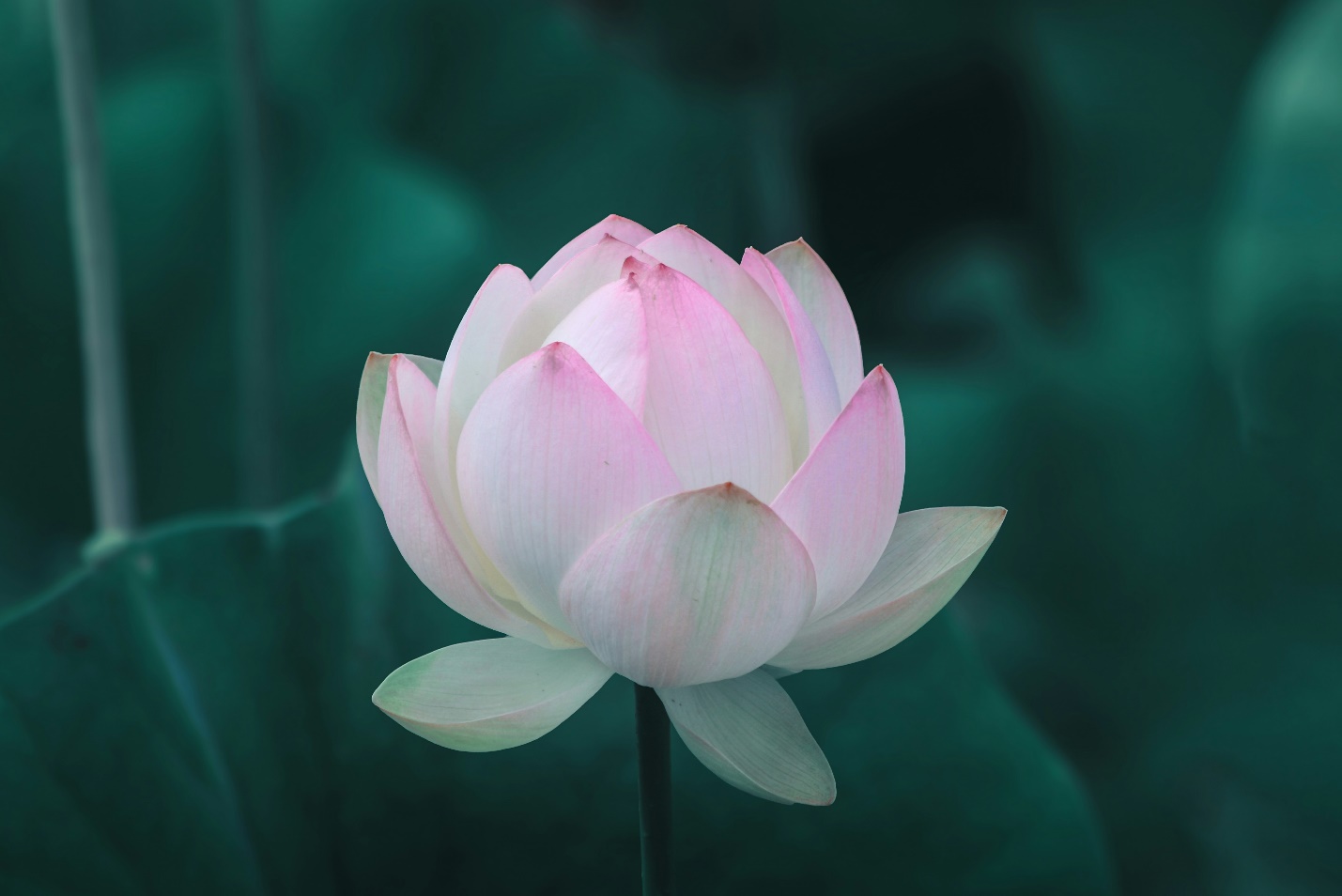 Beautiful White Lotus Flower