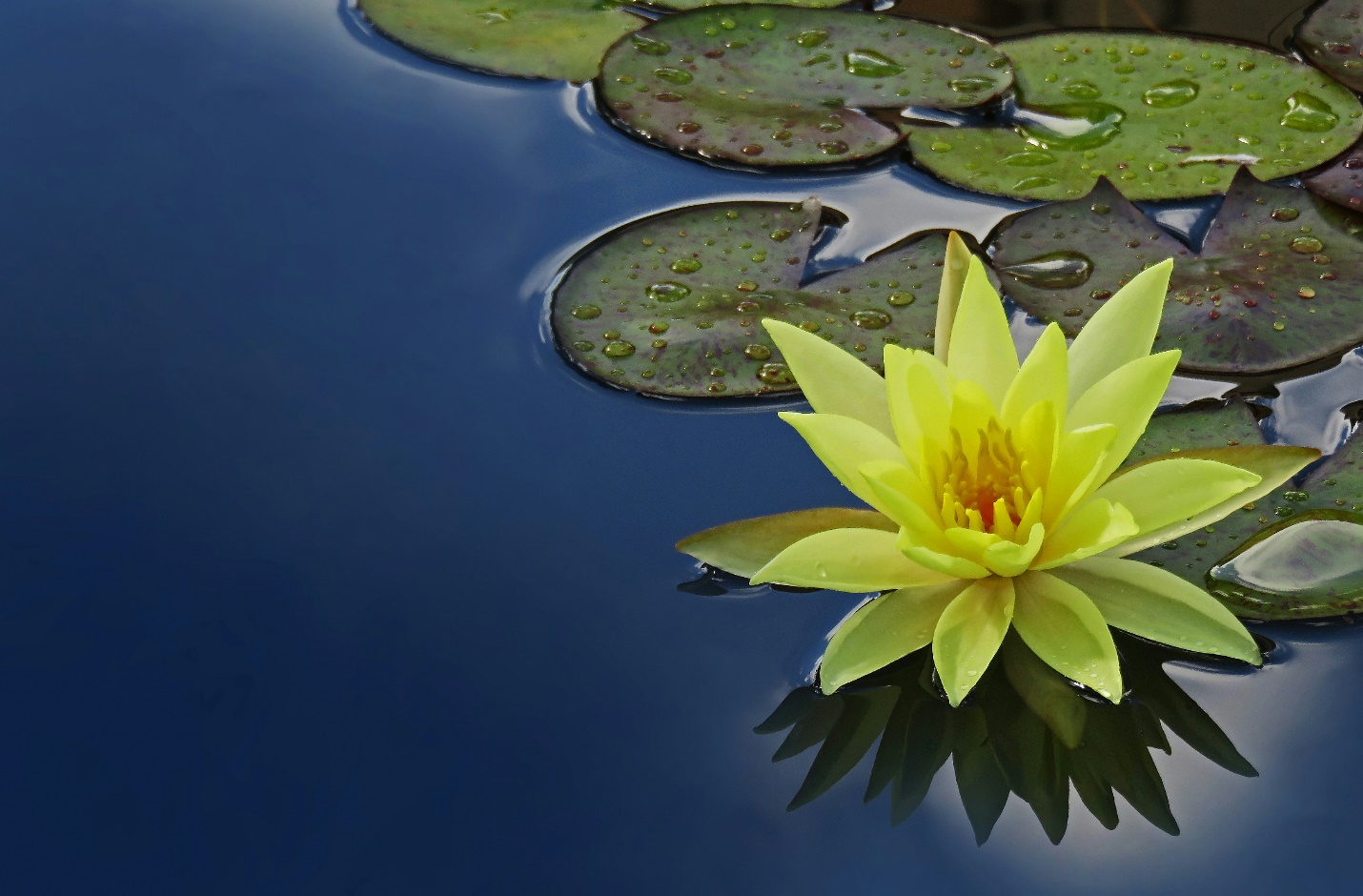 yellow lotus flower