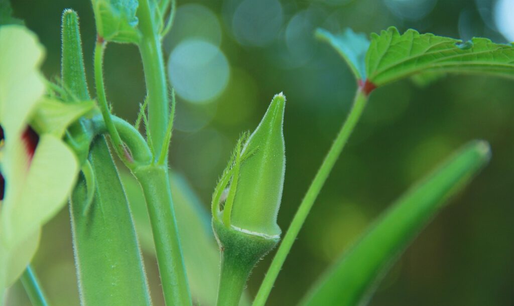 Okra plant