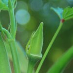 Okra plant