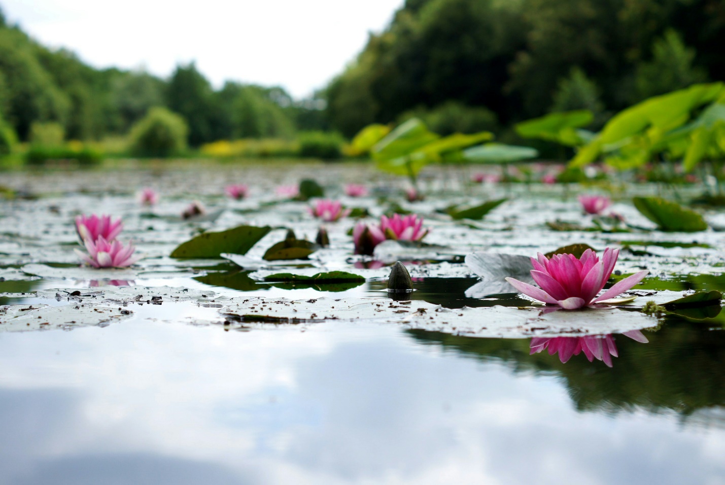 Lotus plants