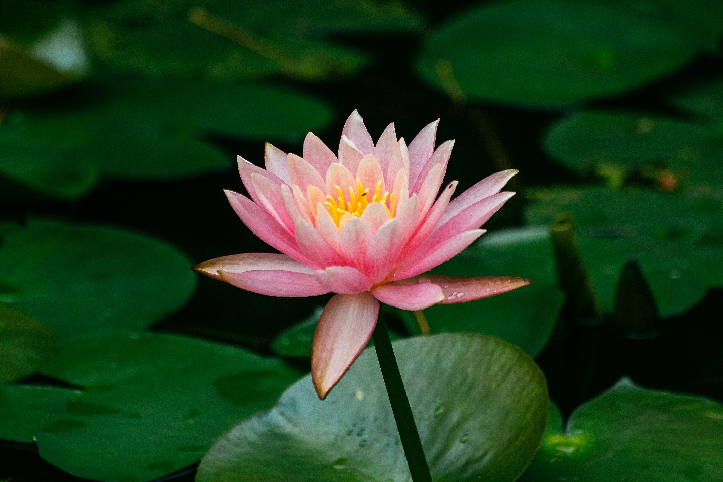 Beautiful Pink Lotus Flower