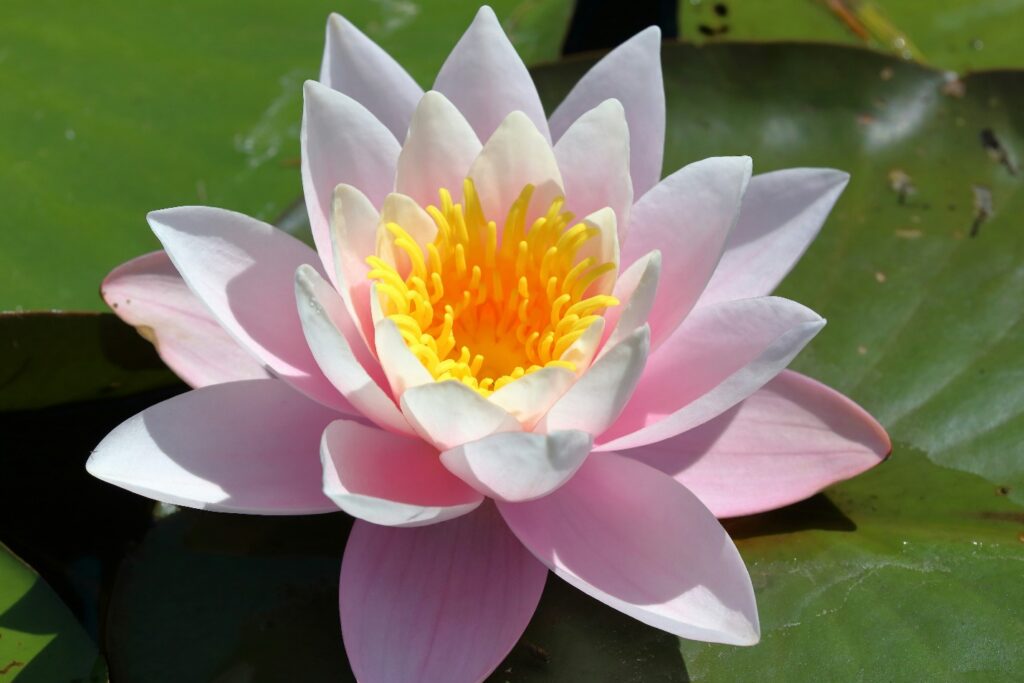 Lotus flower