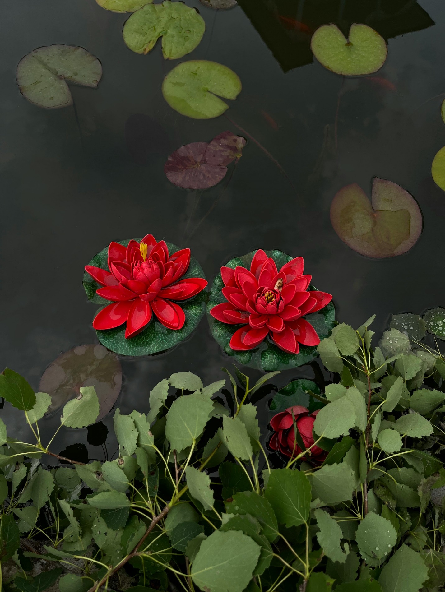 lotus flowers