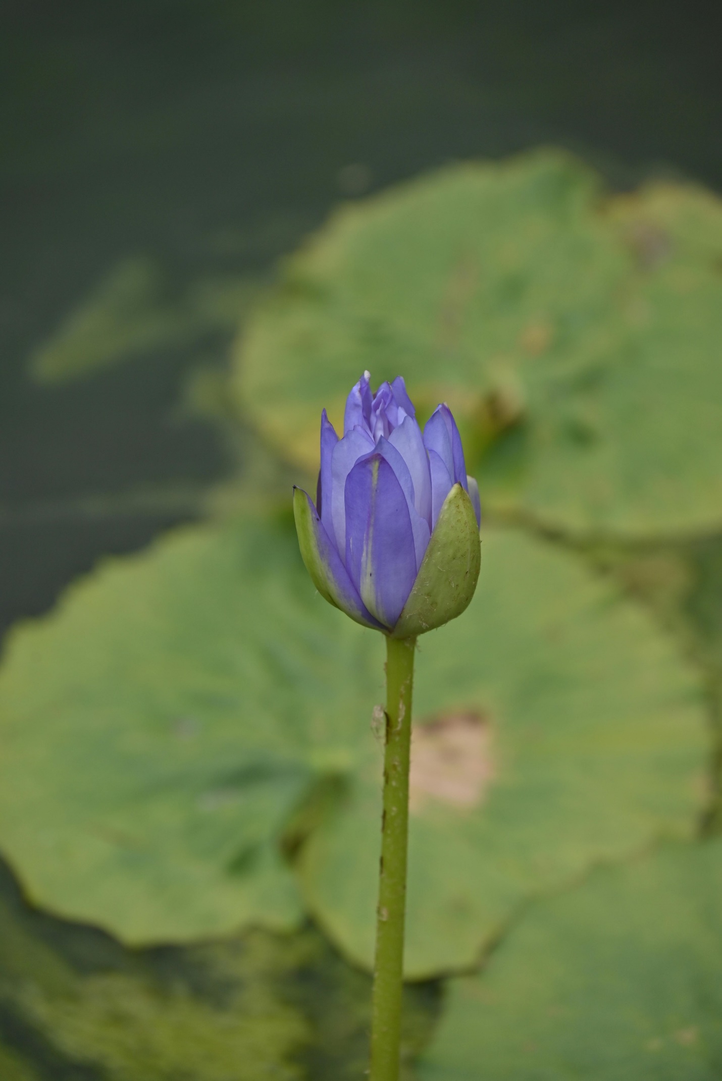 lotus flowers