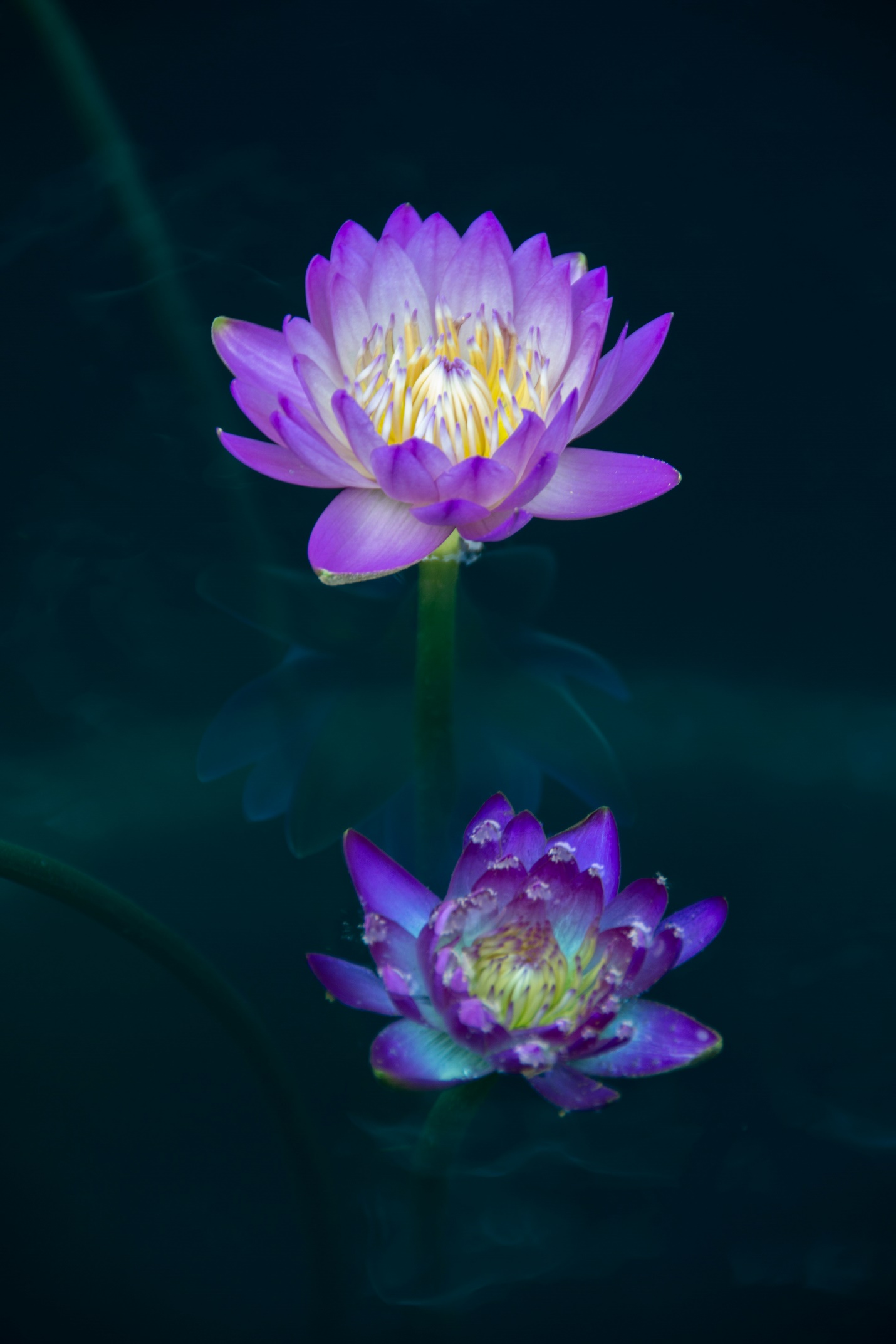 Purple Lotus Flower