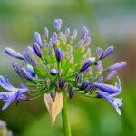 Agapanthus Flower