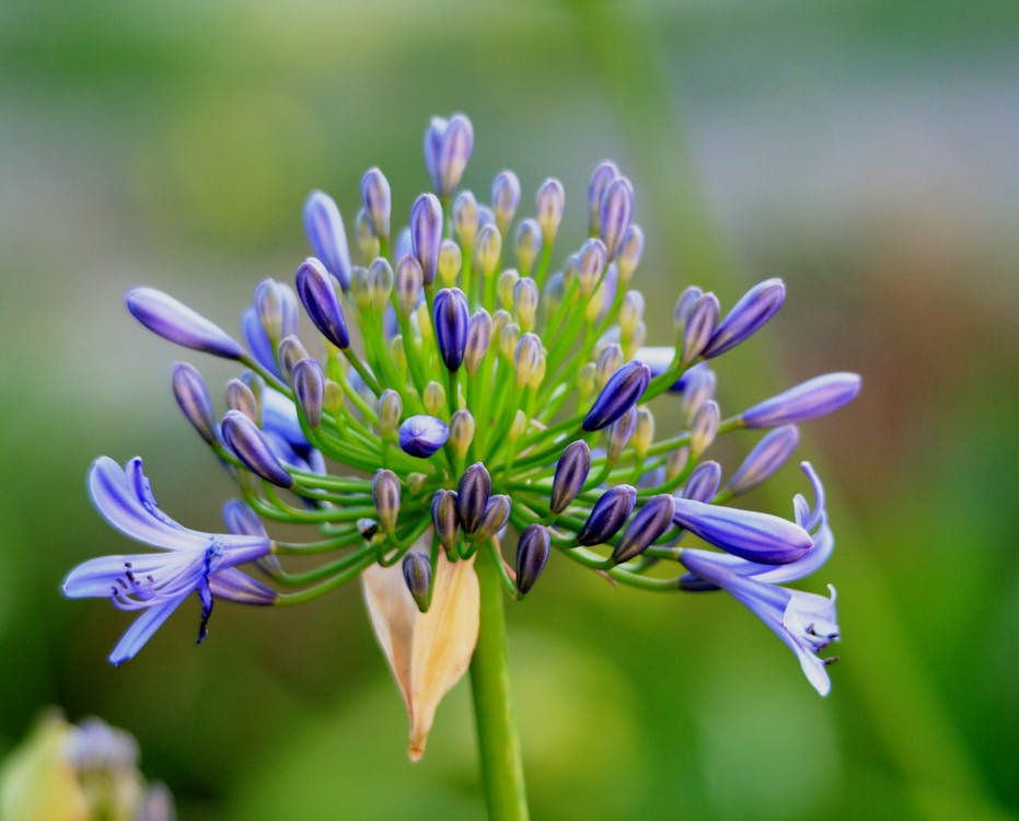 Agapanthus Flower