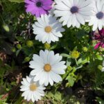 African Daisy