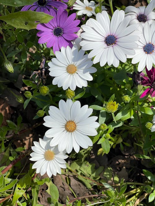 African Daisy