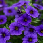 Purple Petunia Flowers