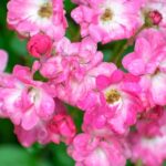 Geranium flowers