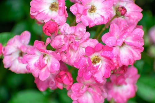 Geranium flowers