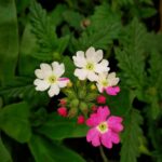 Verbena Plant