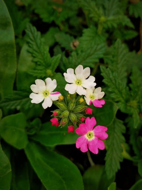 Verbena Plant