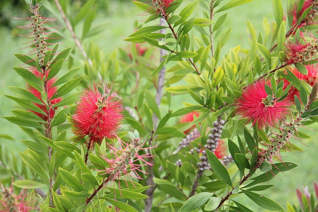 Bottlebrush 