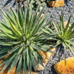 Yucca Plant