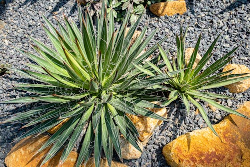 Yucca Plant