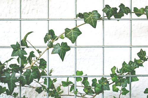 English ivy hanging plant