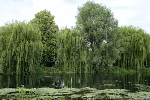 Weeping willow trees