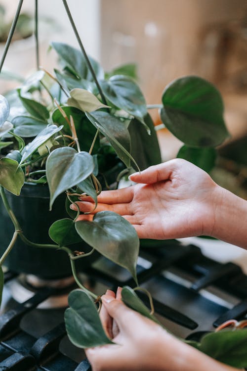 Heartleaf Philodendron hanging plant