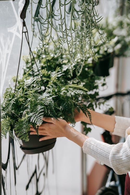 Boston fern hanging plant