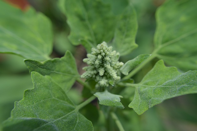 Quinoa plant with its Flower