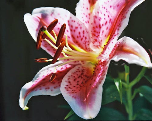 Lily flowers