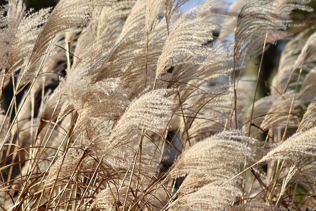 Mexican Feather Grass