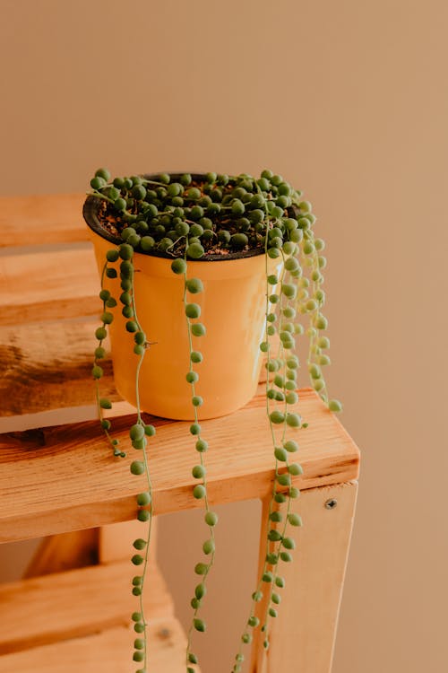 Hanging plants