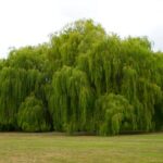 Weeping Willow trees