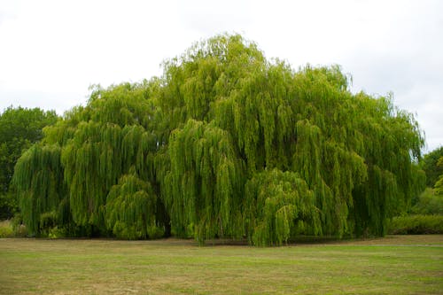 Weeping Willow trees