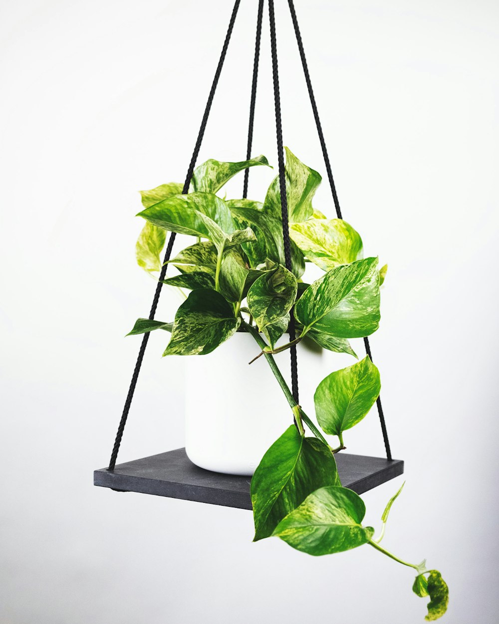 Pathos hanging plants