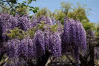 Wisteria Trees