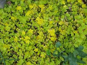 Creeping Jenny 