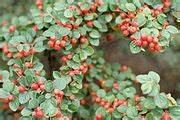 Rock Cotoneaster 