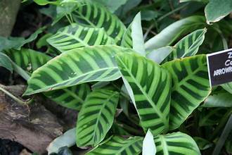 Zebra Plant