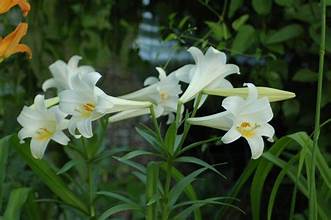 Easter Lily