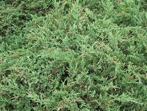 Creeping Juniper ground cover plants