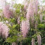 Wisteria Trees