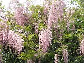 Wisteria Trees