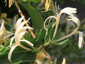 Honeysuckle Vine