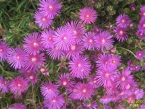 Ice Plant ground cover plants